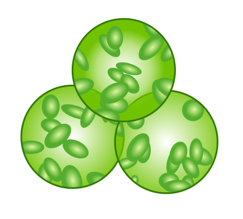 maize_proto_Logo