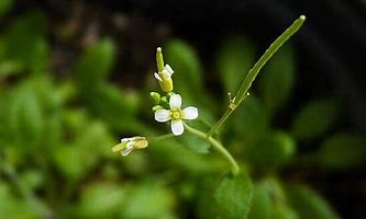 Arabidopsis thaliana