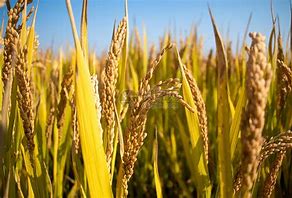 Oryza sativa